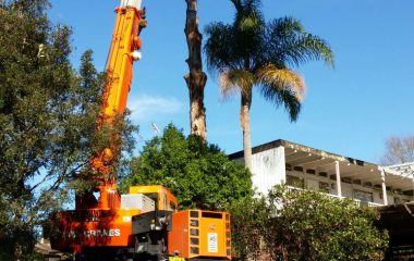 Huge Tree Cutting Services