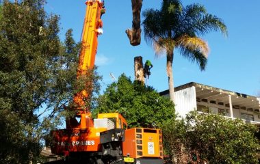 Tree moving Services