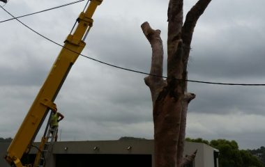 Tree Branch Cutting Services