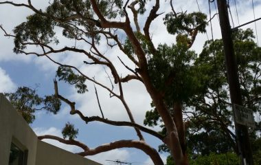 Affordable Tree Removal Services