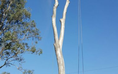 Tree Branch Cutting Services 2