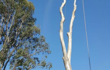 Tree Lopping Services