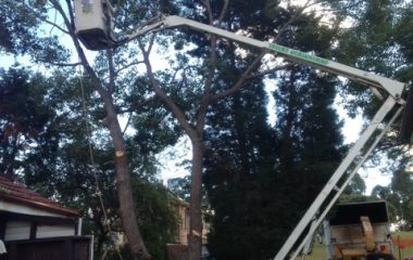 Tree Removal Services - 5