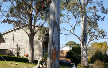 Tree Services Sydney